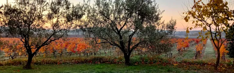 Paysage devant la maison natale